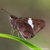 Notocrypta paralysos Wood-Mason & de Nicéville, 1881